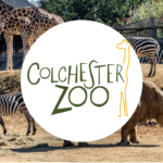 colchester zoo