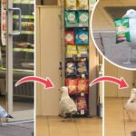 steven seagull stealing crisps