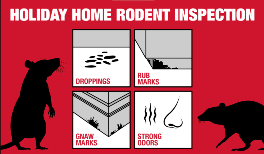 Understanding the Risks of Rodent Infestations